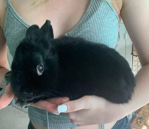 Two Dwarf Rabbits for Sale