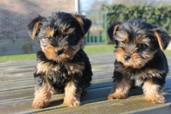 Adorable Teacup Yorkie Puppy