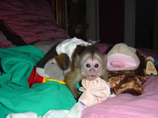 HOME TRAINED CAPUCHIN MONKEYS AVAILABLE FOR SALE