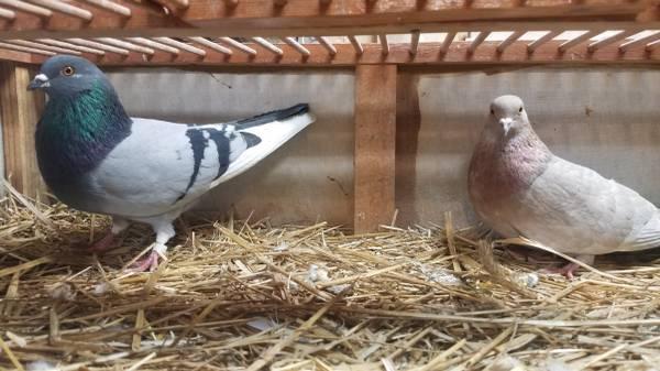 PIGEONS - Roller Pigeon PAIRS for Sale
