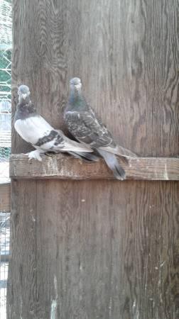 Pigeon & pigeons