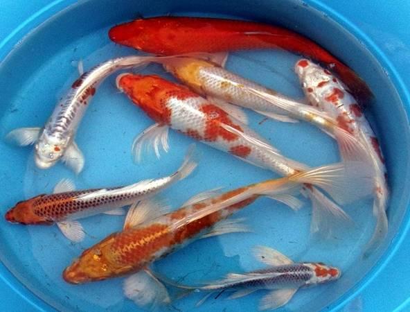 POND STOCK FISH AND KOI FOR SALE!