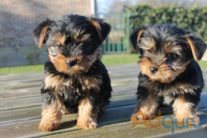Lovable  Teacup yorkie puppy  Now