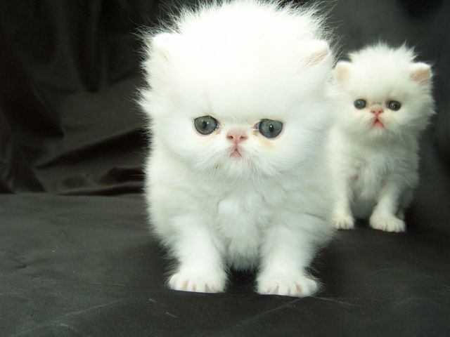 Home Raised white male and female persian Kittens