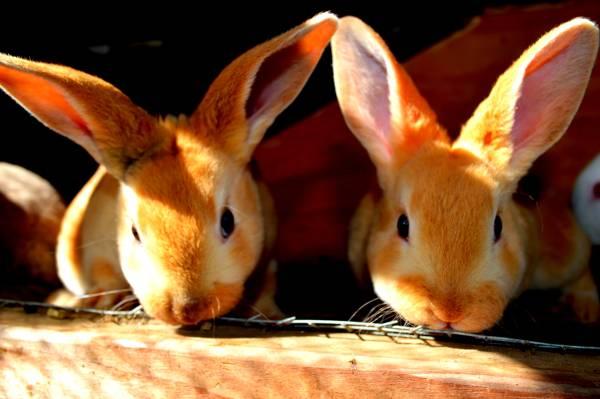 Baby Bunnies For Sale - Rex Rabbits