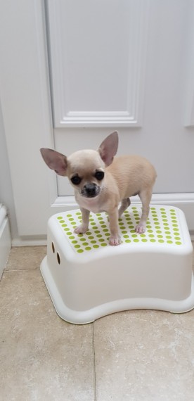 Ready Kc Reg Chihuahua male and Female for sale
