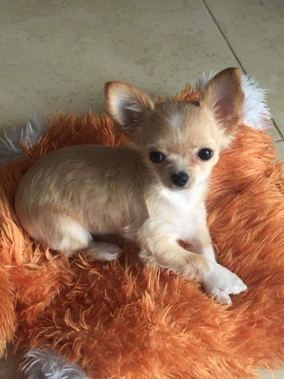 Ready Kc Reg Chihuahua male and Female for sale