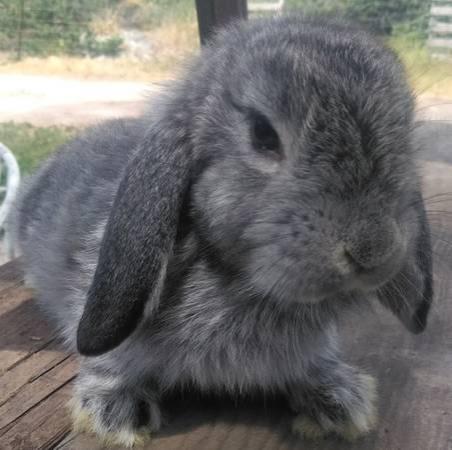 Dwarf Holland lop baby bunny Rabbit
