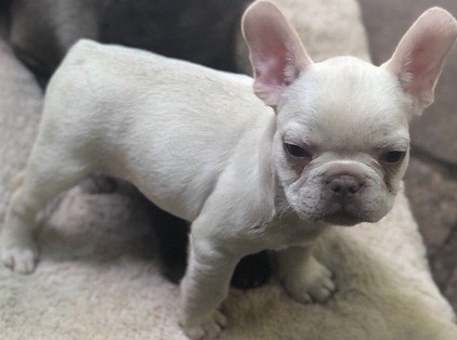 Adorable male and female cream and Blue Frenchies available