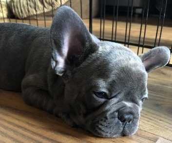 Beautiful Frenchies male and female.