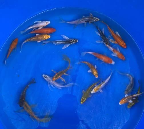 Koi fish - standard and butterfly for your pond