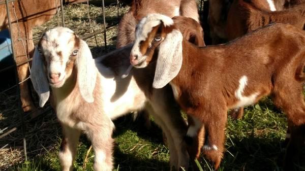 Mini Nubian Wether Goats