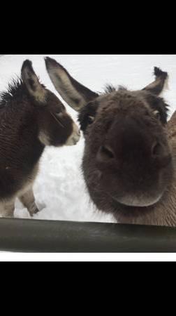 2 Female Miniature Donkeys sold together may be in foal