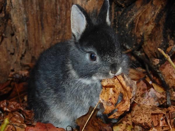 rabbits holland lops and netherland dwarf bunnies