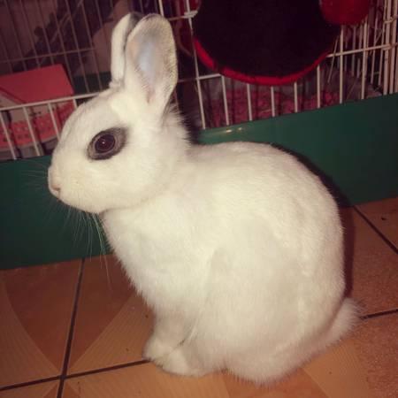 Netherland Dwarf and Holland Lop Bunnies Bonded Pair