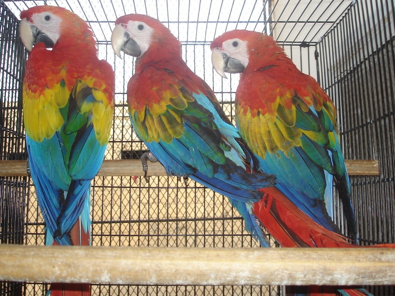 Available Fertile Parrots Eggs And Babies Parrots For Sale