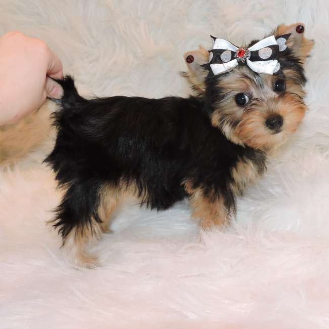 Gorgious Male And Female Teacup Yorkie Pups sms  4104297092
