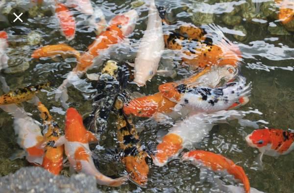 Looking for Koi Fish for my 2500 gallon pond