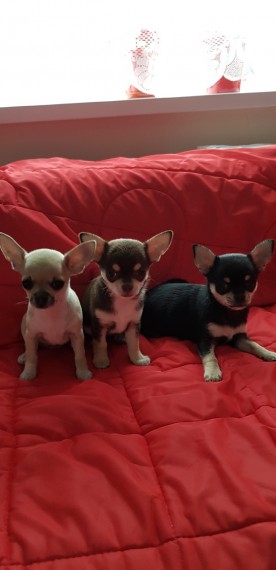 Amazing Teacup chihuahua puppies for rehoming