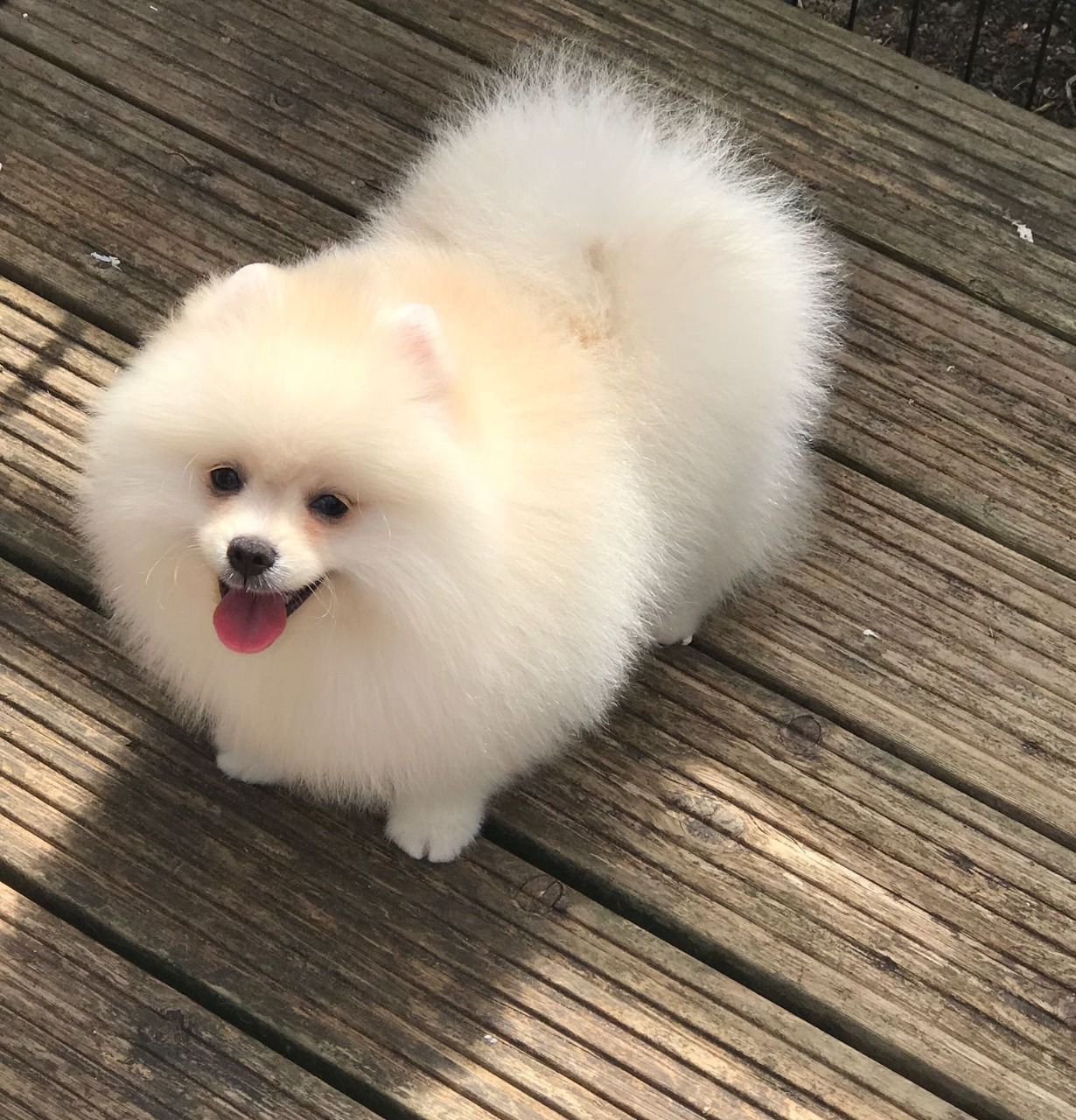 12weeks t-cup pomeranian puppies for sale good prices!