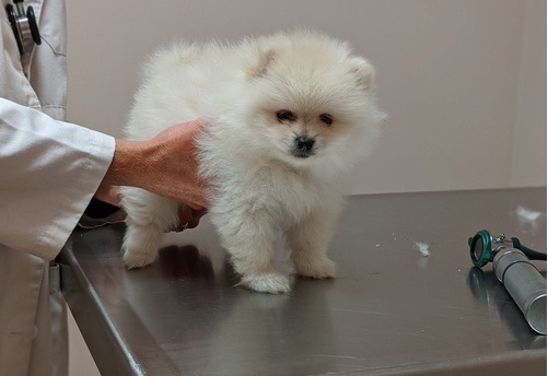 Perfect Pure Breed Pomeranian Now Ready.