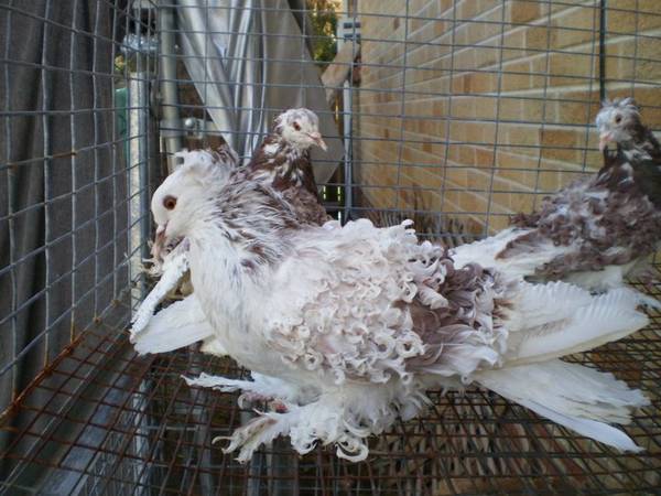 Beautiful show pigeons for sale - Frillbacks and Modenas