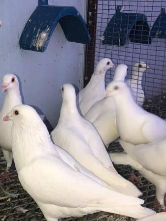 White homing pigeons palomas