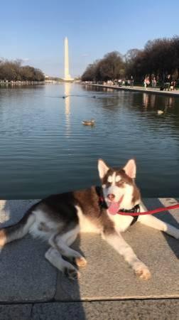 Rehome for a 10 month old Husky