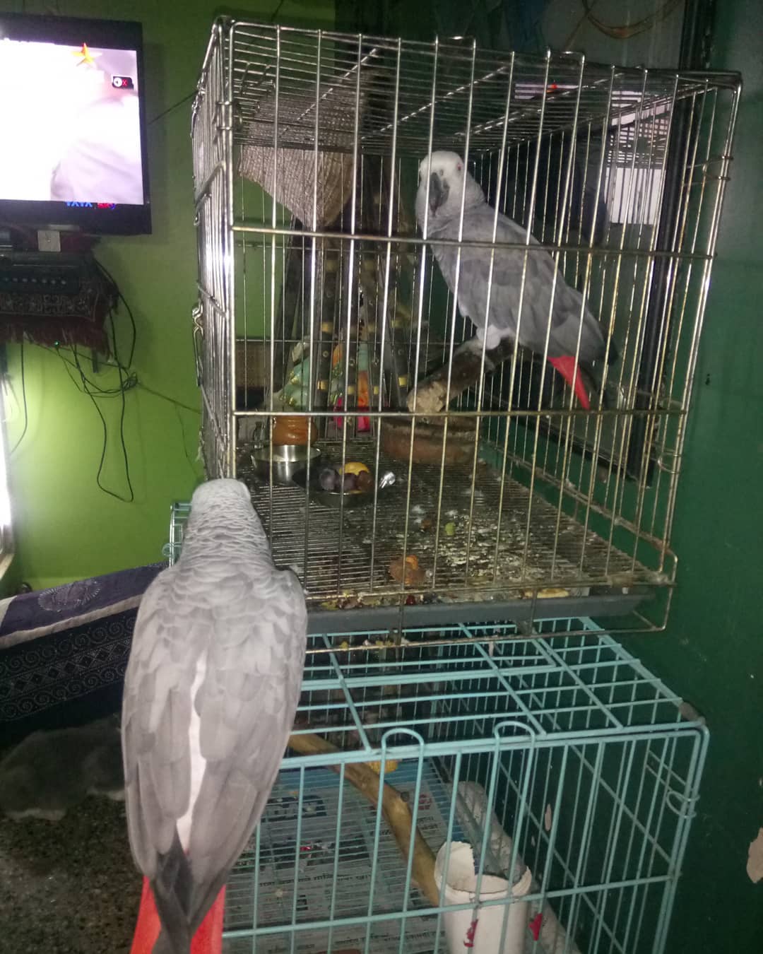 Adorable African Grey Parrot & Eggs For Sale