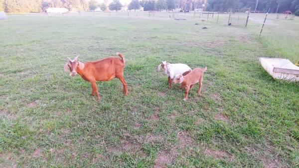 Female Boer/ Kiko Goat and 2 kids.