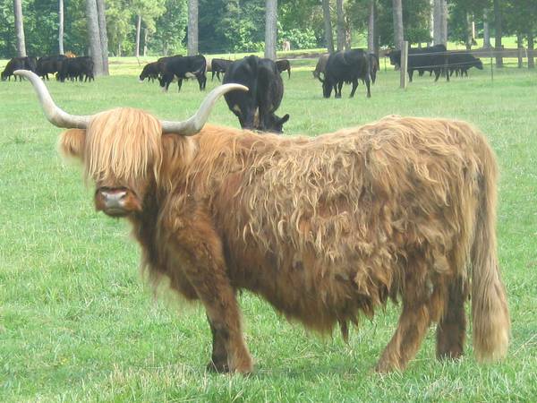 Scottish Highland Cow & Calf