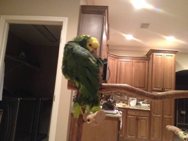 Parrot- double yellow headed amazon