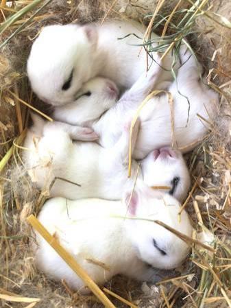Adorable Baby Dwarf Hotot Rabbits Bunnies / Rabbit Bunny Babies