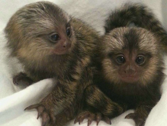 available monkeys marmoset for good homes