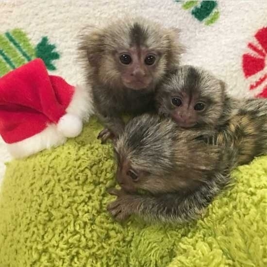 Home trained baby finger Marmoset Monkeys ready now