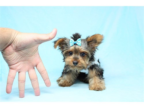 Excellent Male And Female Yorkie Puppies...Text (808) 633-9685