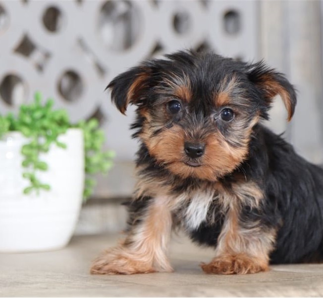 Teacup Yorkie Puppies for sale Text (651) 538-0802