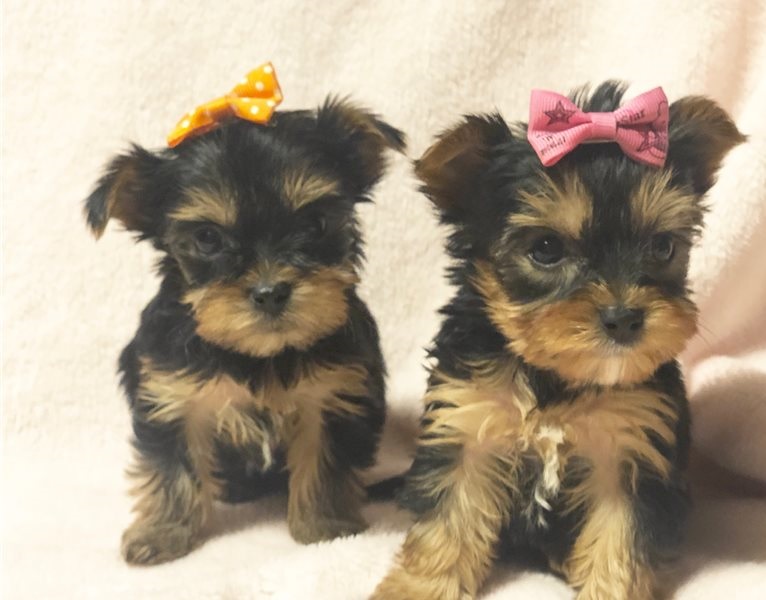 Teacup Yorkie Puppies for sale Text (651) 538-0802