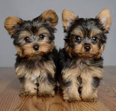 Male and female super cute yorkie puppies