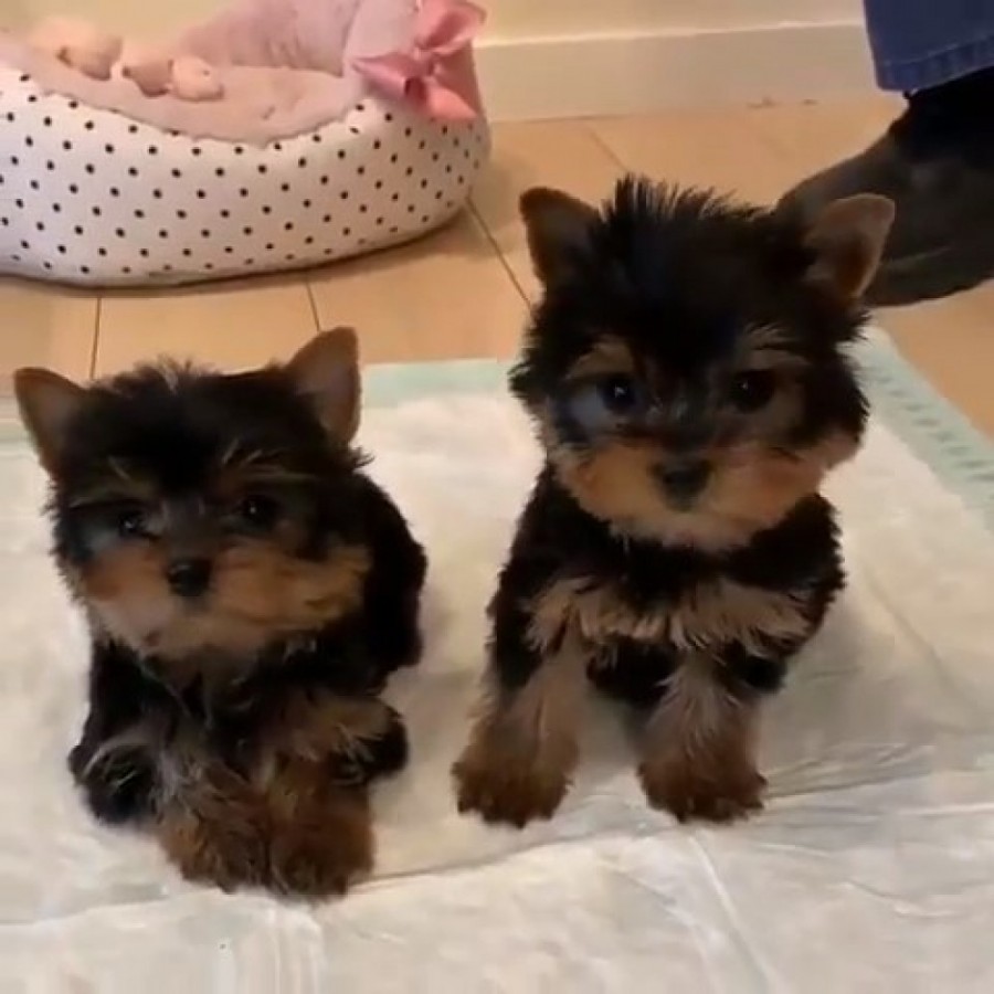 Beautiful Male and Female Yorkie Puppies