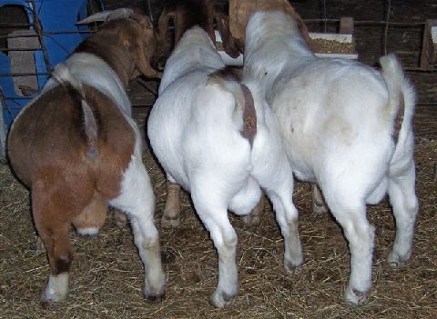 Boer Goats Alpine Saanen And Awassi Sheep For Sale
