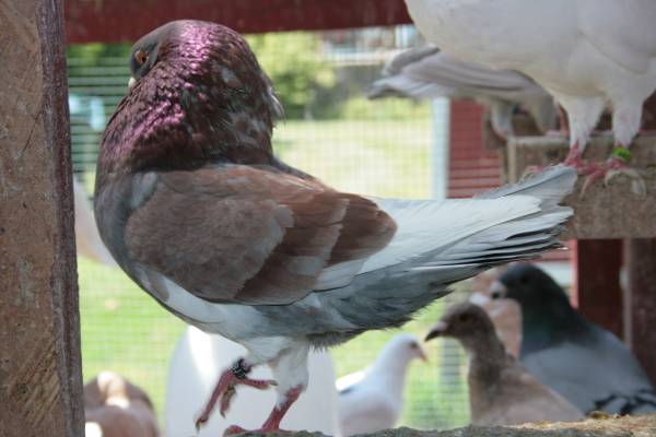 Pigeons-HOLLE CROPPERS for sale
