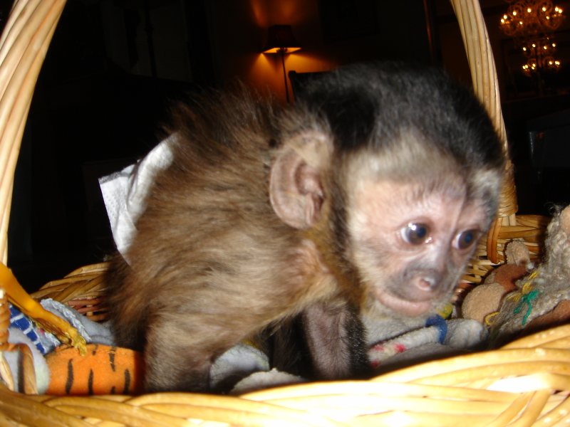 HOME TRAINED BABY CAPUCHIN,MARMOSET AND SQUIRREL MONKEYS FOR SALE.