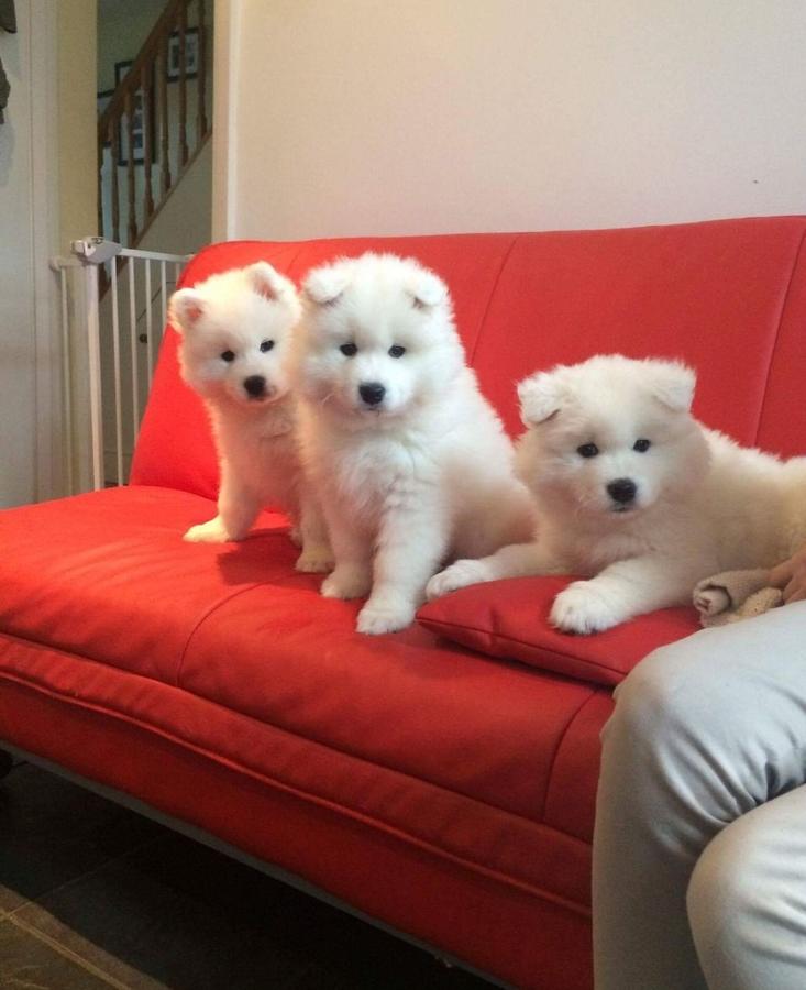 Stunning Samoyed Puppies .Email us on { peggyblake6@gmail.com }