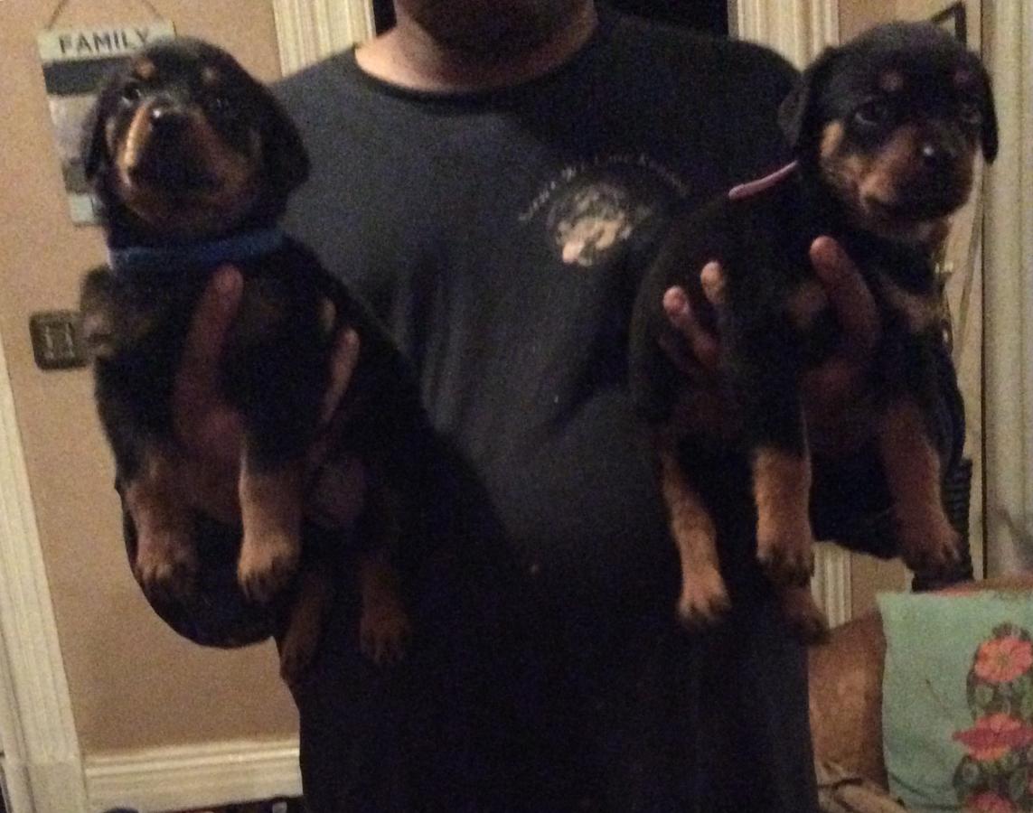 Beautiful AKC German Rottweiler Puppies.Email us on { peggyblake6@gmail.com }