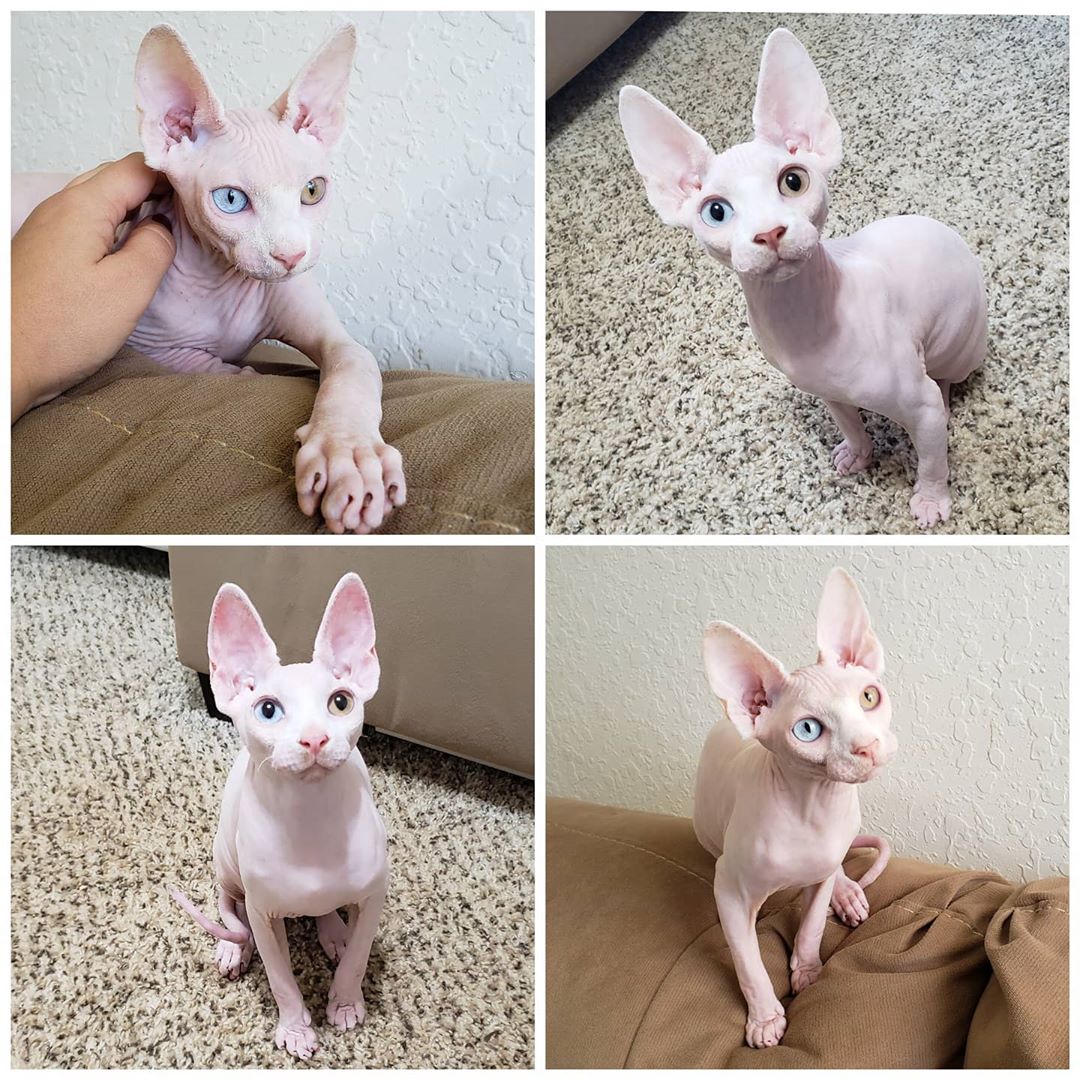 Sphynx Kittens For Sale To Lovely Home