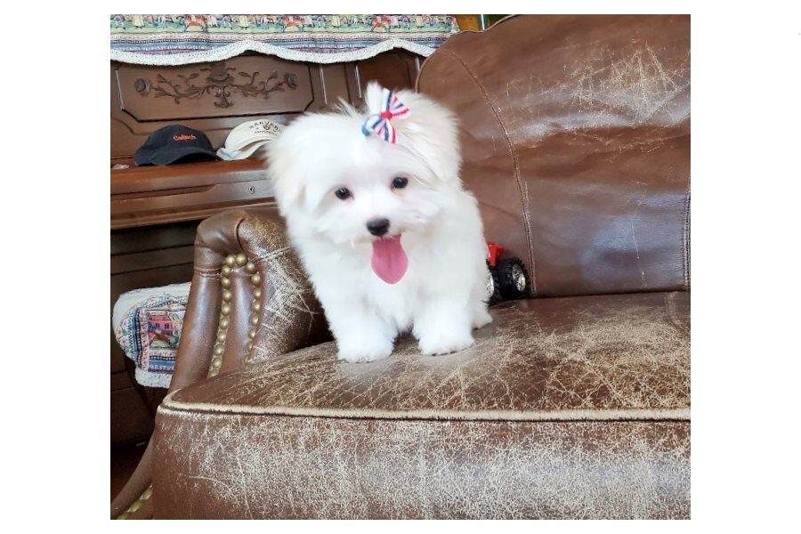 WOW?? OUTSTANDING MALTESE PUPPIES(TEXT:(585) 357-2327 )