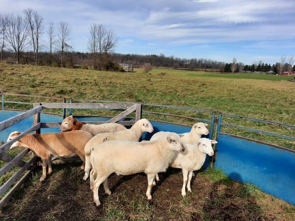 Katahdin Ram Lambs Sheep