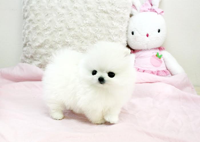 T-Cup Pomeranian Puppies For Good Homes