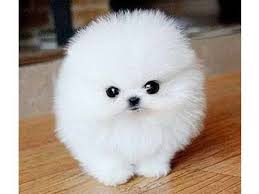 Ice White Pomeranian puppies for Good Homes